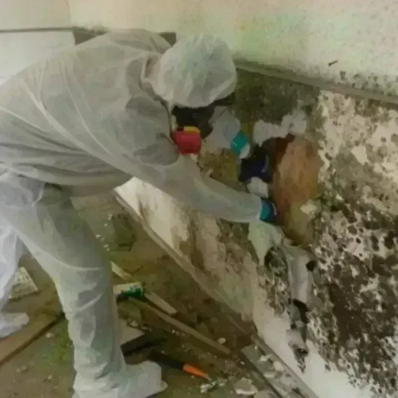 Mold Remediation and Removal in Cottonwood Heights, UT